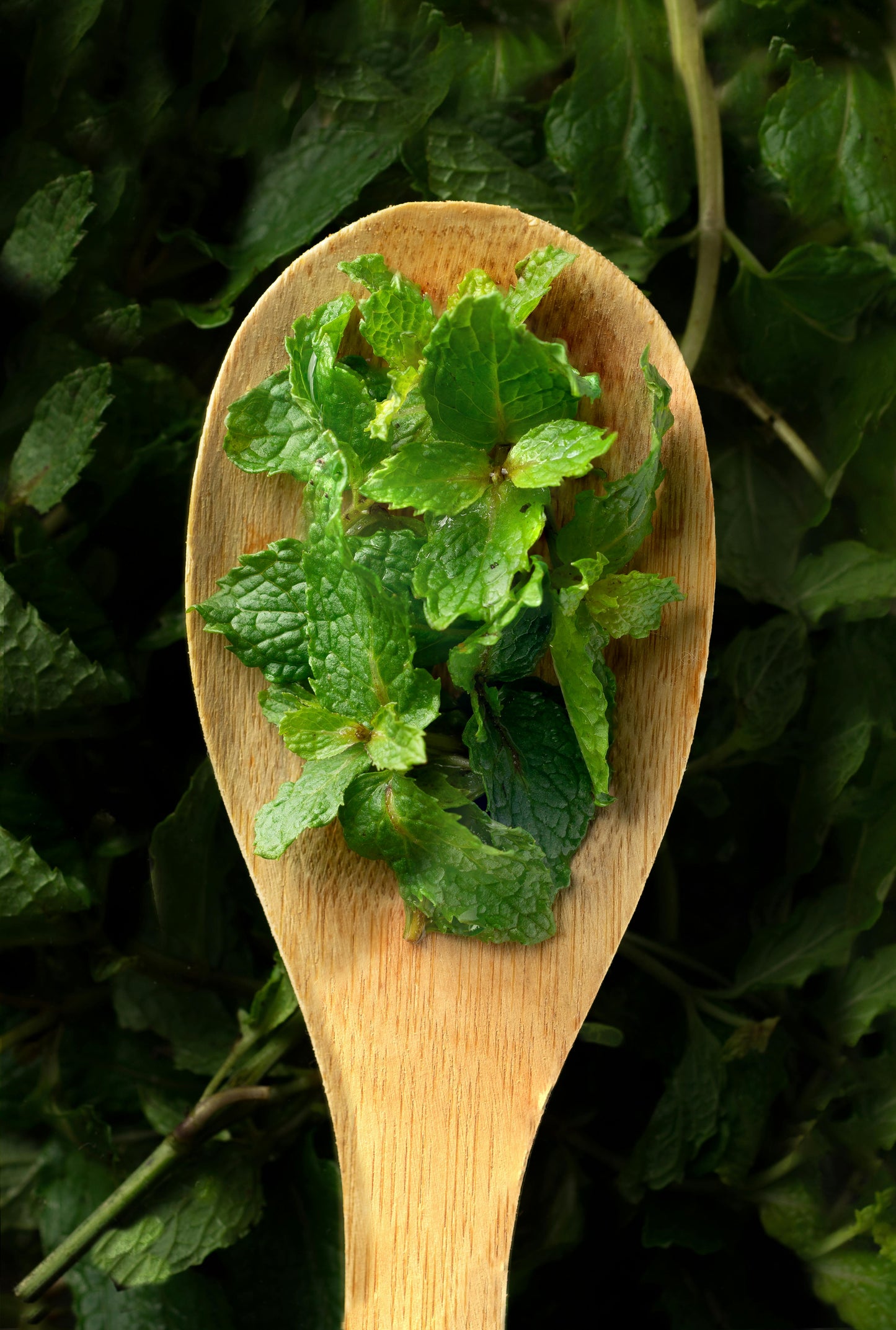 Peppermint Body Wash